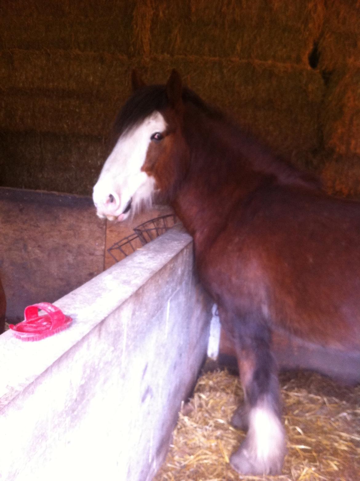 Irish Cob Caffrey  billede 12