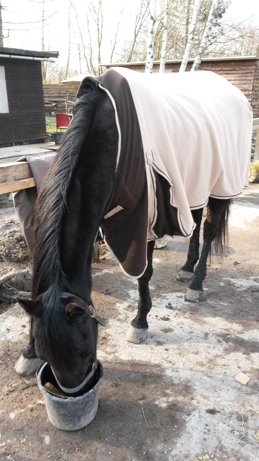 Trakehner Steinberg E (Spartacus) billede 13