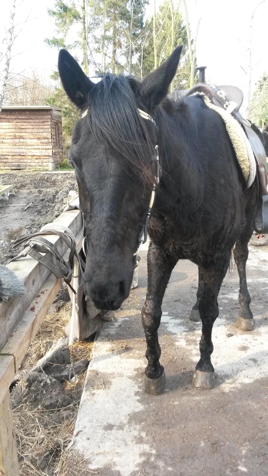 Trakehner Steinberg E (Spartacus) billede 14