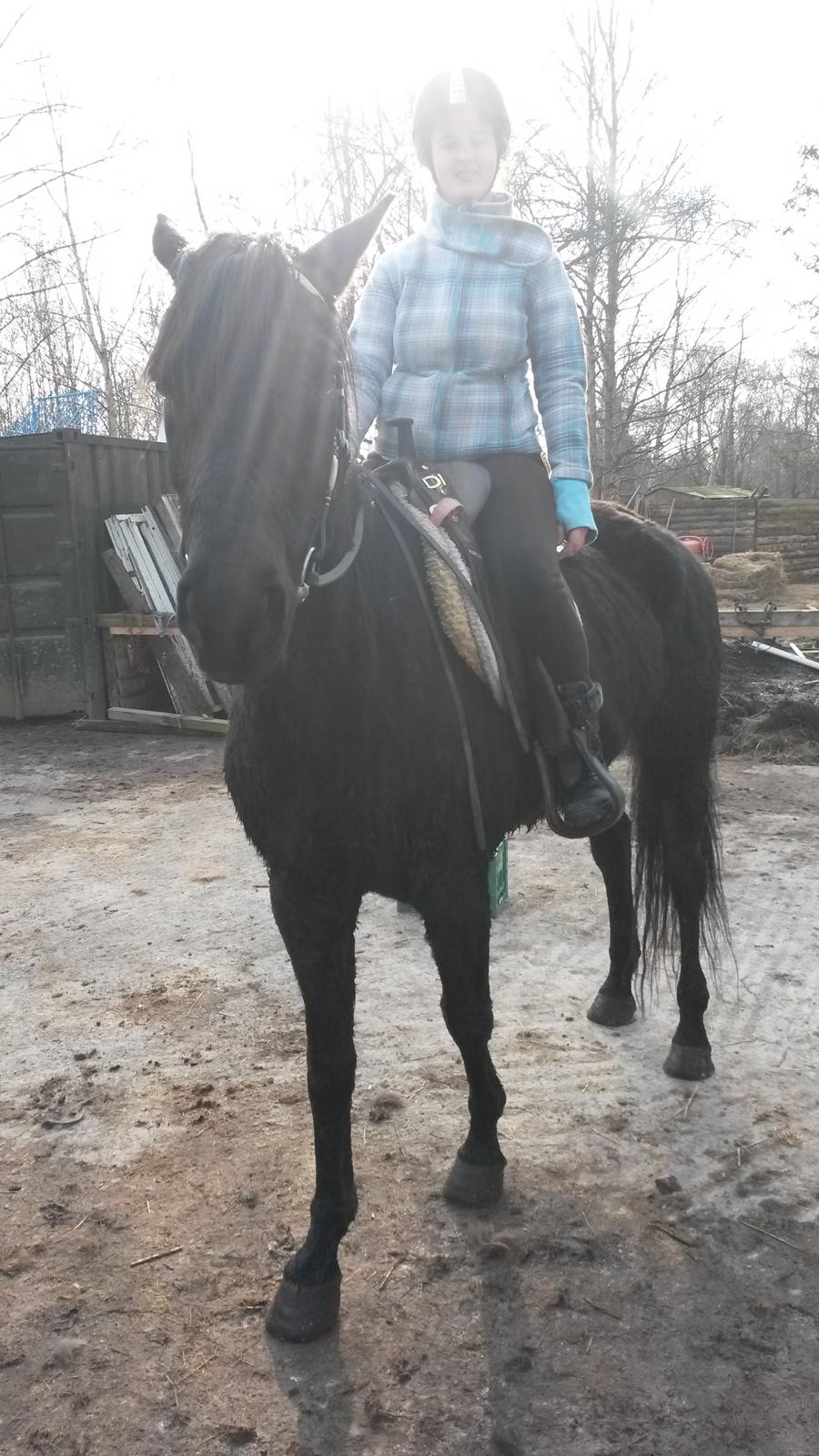 Trakehner Steinberg E (Spartacus) billede 15