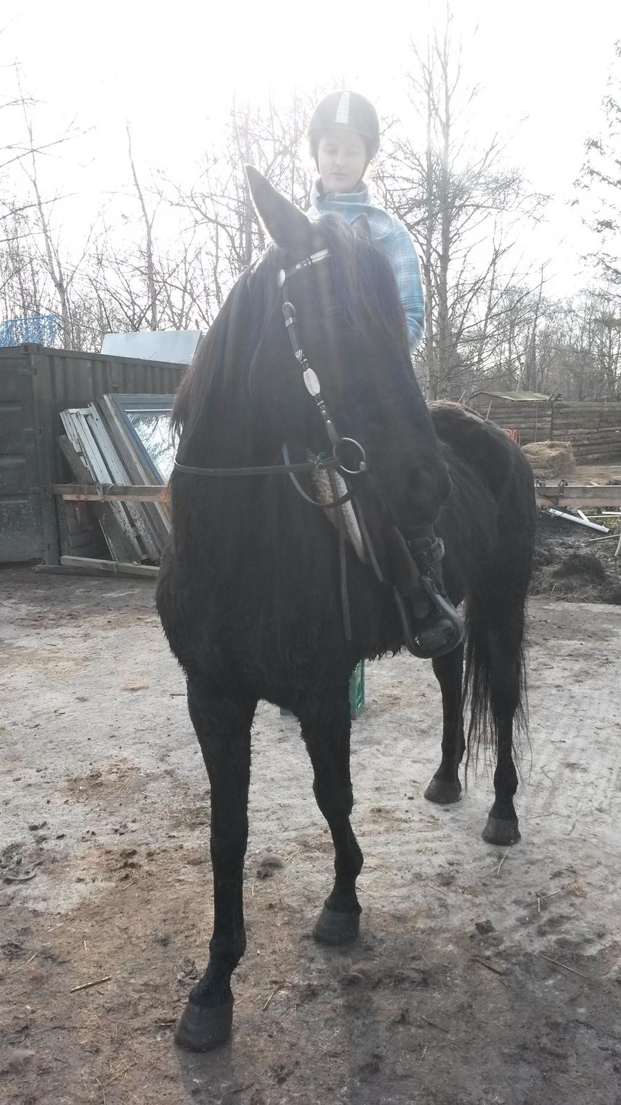 Trakehner Steinberg E (Spartacus) billede 16