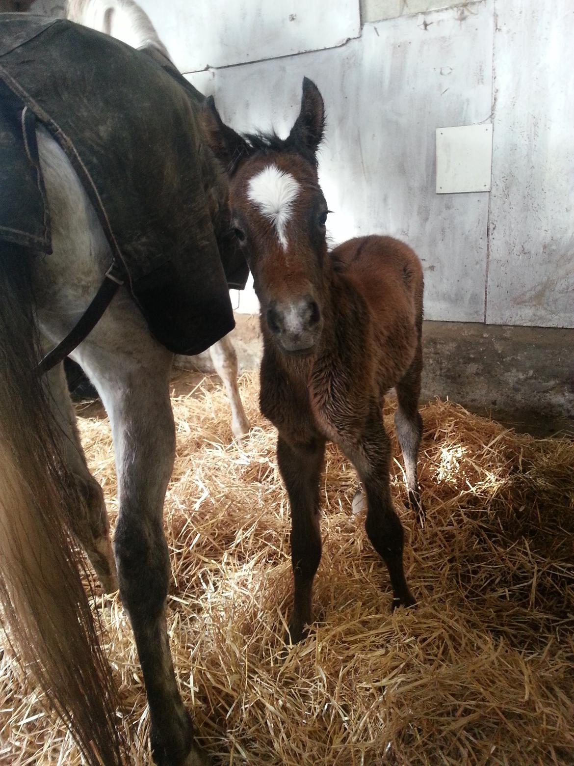 Arabisk fuldblod (OX) Nadim El Bak - 25.03.14 billede 14