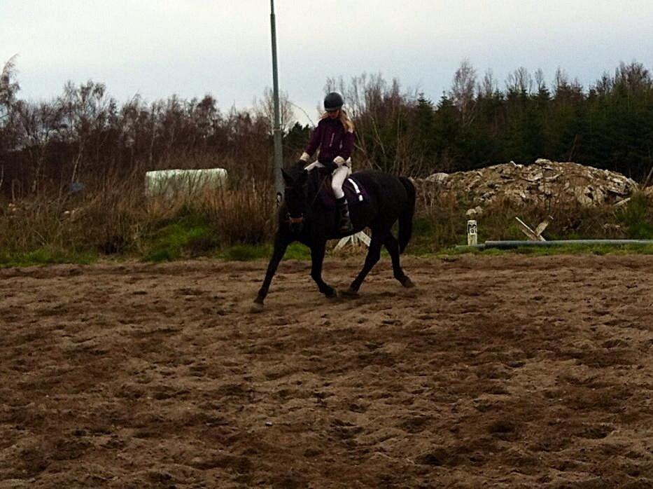 Dansk Varmblod Rughavens Linetta *Damphesten* billede 9