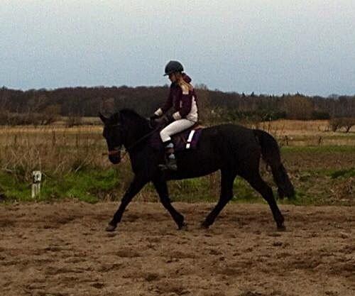 Dansk Varmblod Rughavens Linetta *Damphesten* billede 3