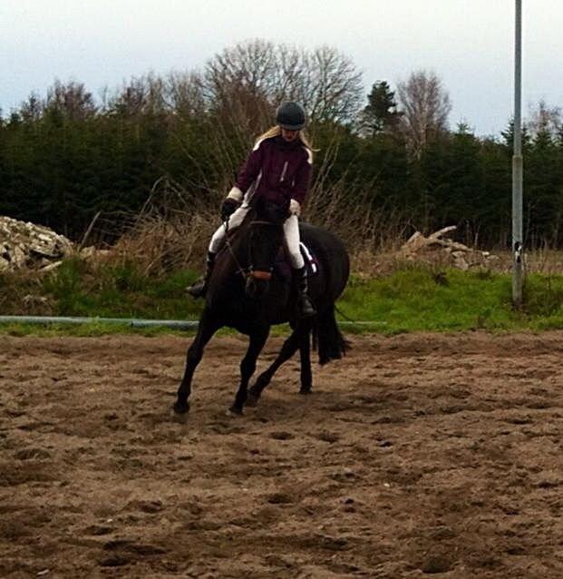 Dansk Varmblod Rughavens Linetta *Damphesten* billede 1