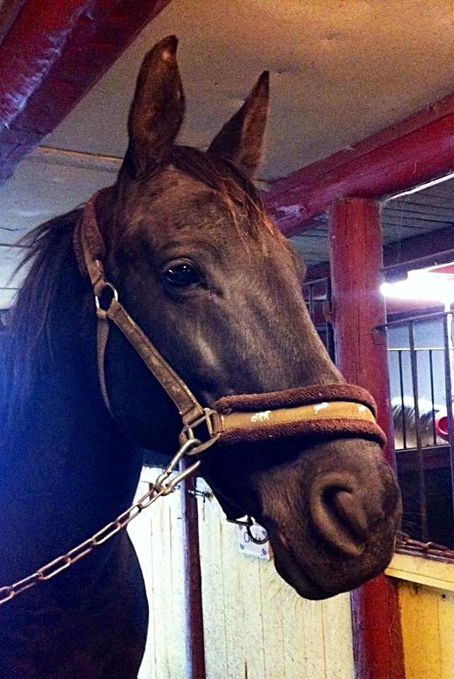 Dansk Varmblod Rughavens Linetta *Damphesten* billede 10