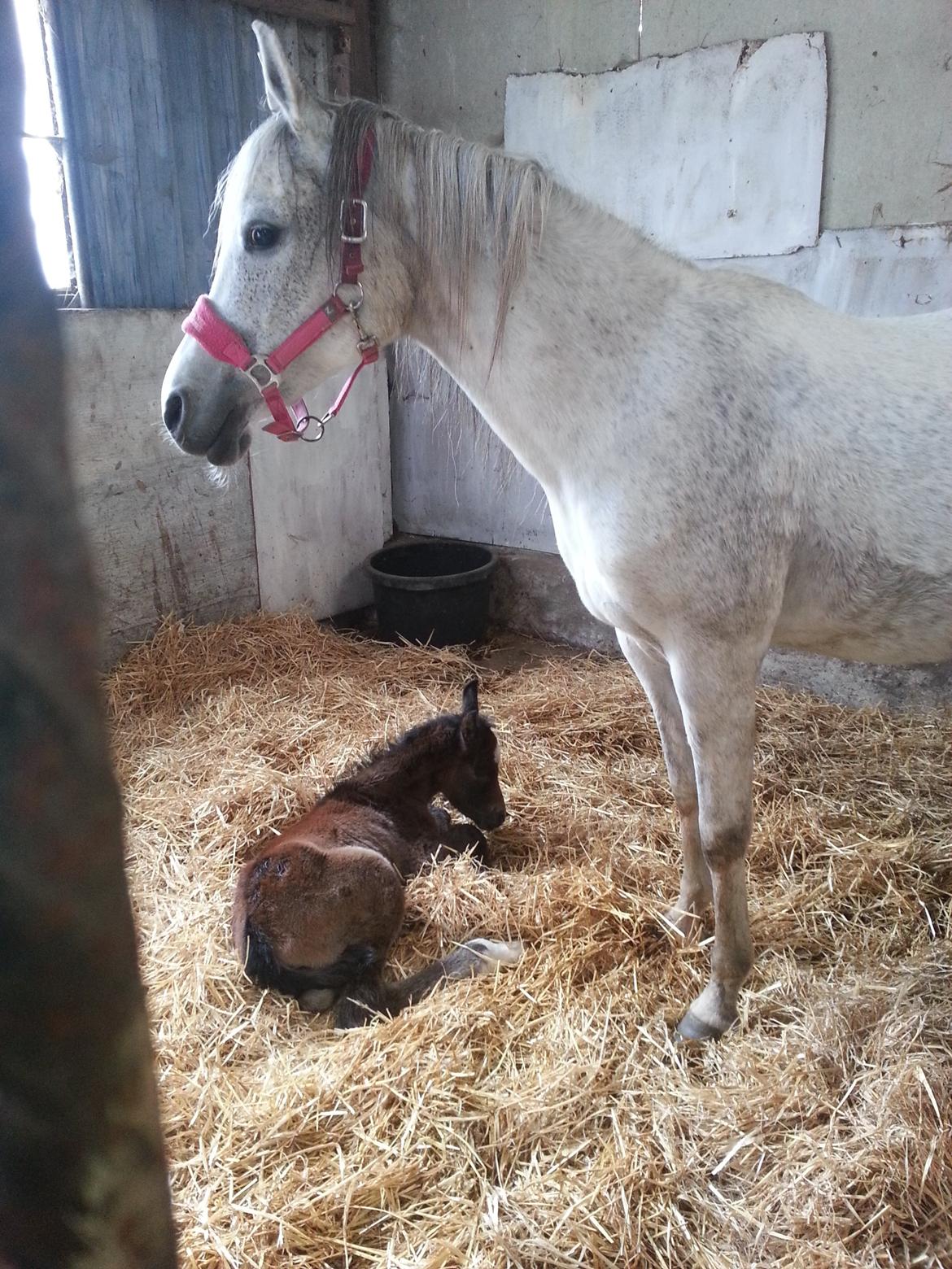 Arabisk fuldblod (OX) Nadim El Bak - 25.03.14 billede 15