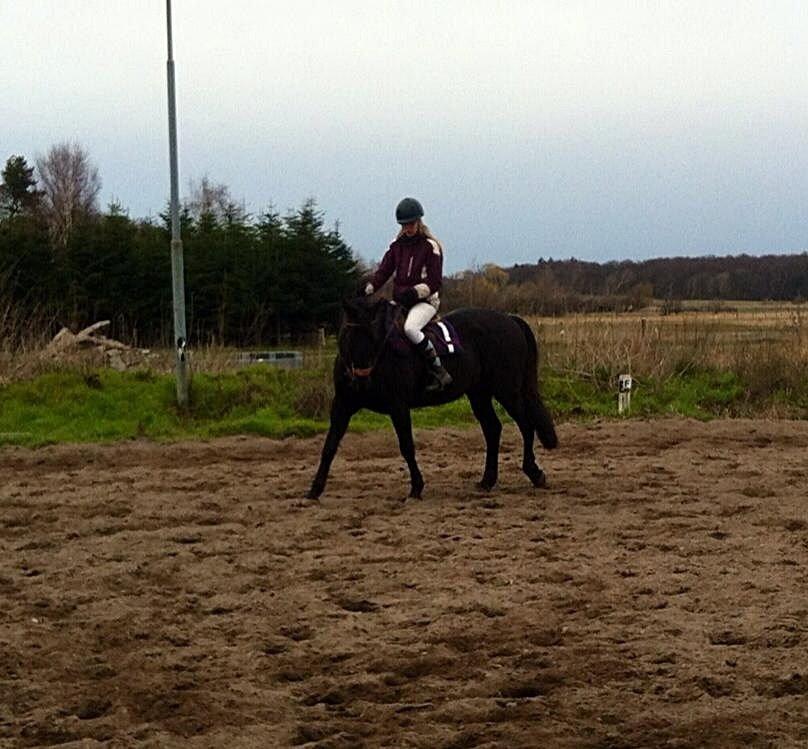 Dansk Varmblod Rughavens Linetta *Damphesten* billede 13