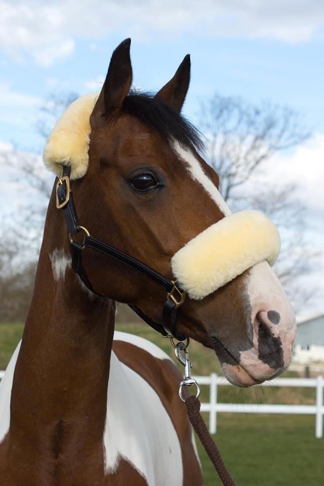 Tysk Sportspony My colourful compliment billede 11