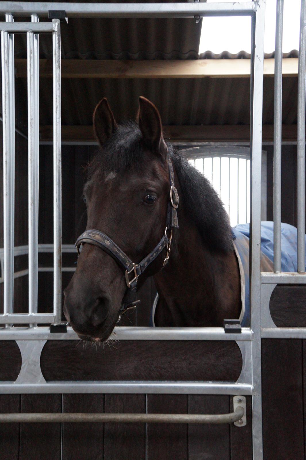 Anden særlig race Beat It - Beat It nyder en pause til stævne. billede 1