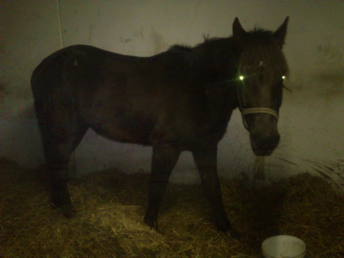 Anden særlig race Beat It - Beat It da jeg lige havde fået ham. billede 2