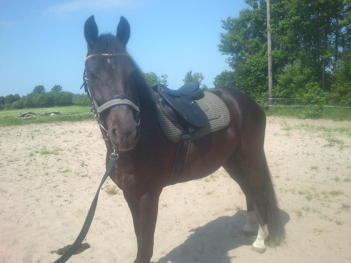 Anden særlig race Beat It - Sommeren 2013.  Beat It i arbejdstøjet, i håbet om at få ham gjort ridevant. billede 4