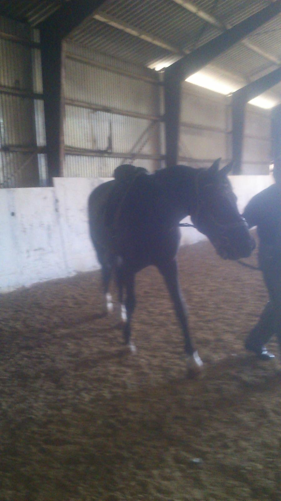 Anden særlig race Beat It - I gang med tilridningen.  billede 5