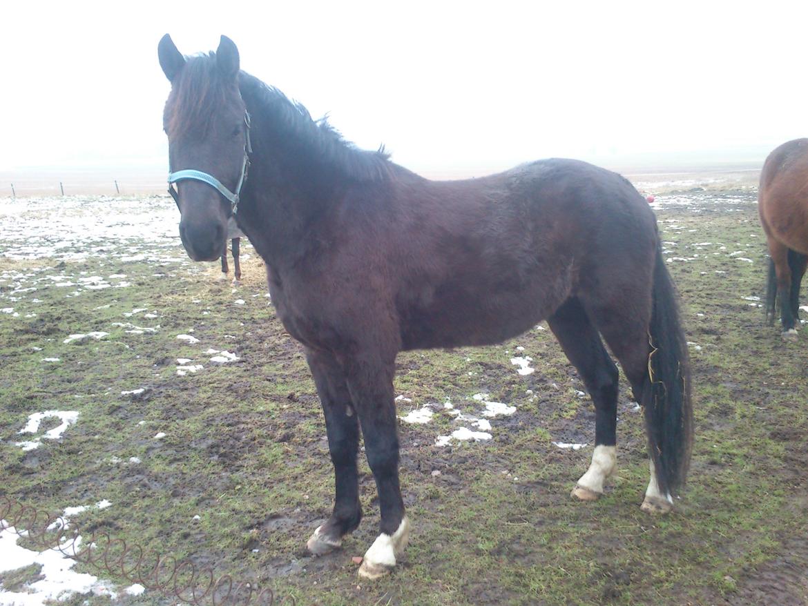 Anden særlig race Beat It - 14 dage efter han ankom hos mig. billede 3