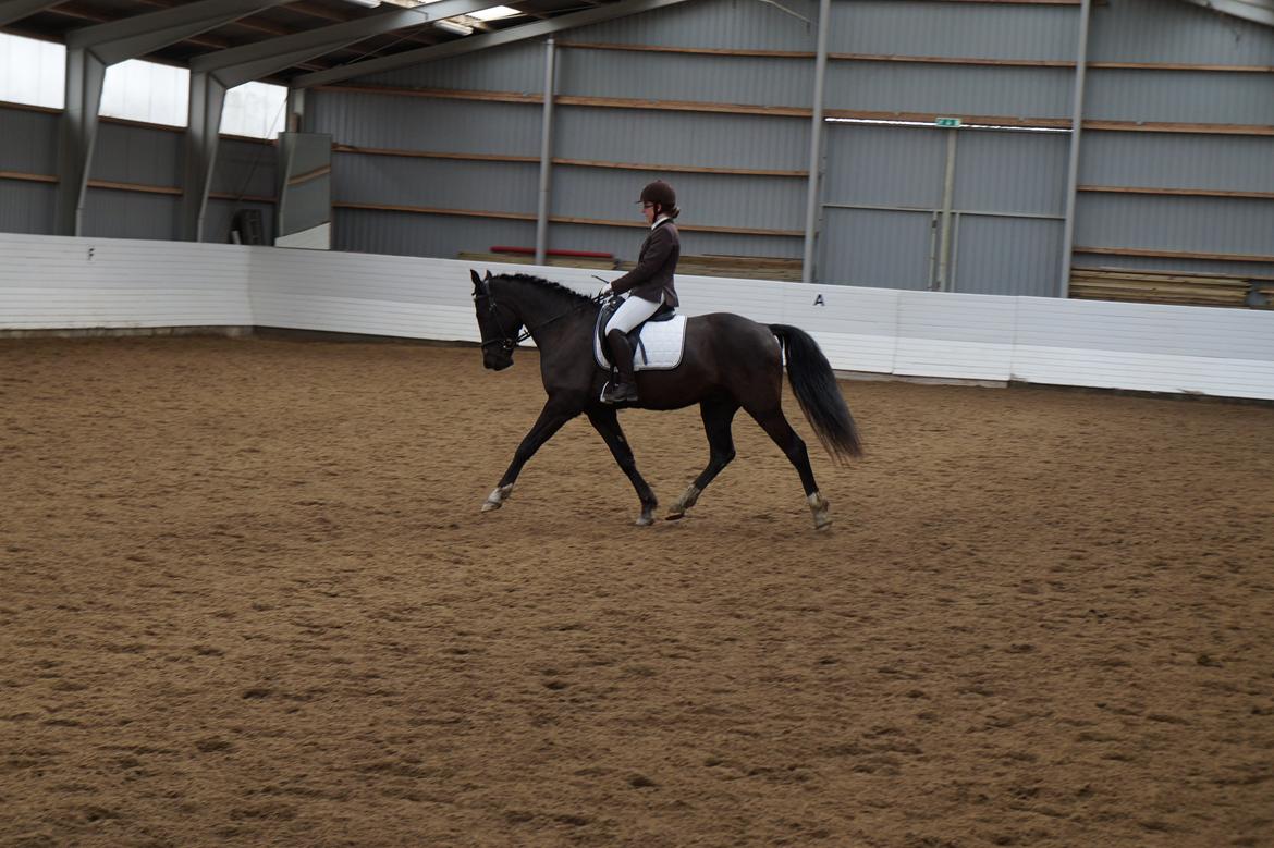 Anden særlig race Beat It - Beat It i LC1 i Vorbasse  16.03.14 billede 8