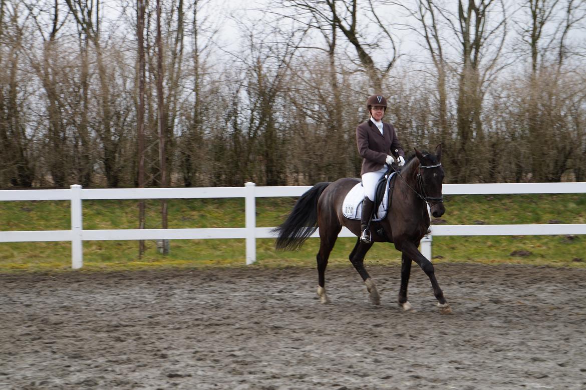 Anden særlig race Beat It - Opvarmning til Cup-stævne Vorbasse d. 16.03.14. Beat It´s 2. stævne udenbys og han 4. i alt. billede 7