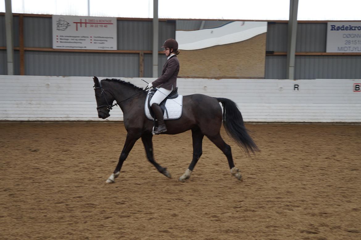 Anden særlig race Beat It - Beat It i en LC2 til Cup-stævnet i Vorbasse 16.03.14 billede 10