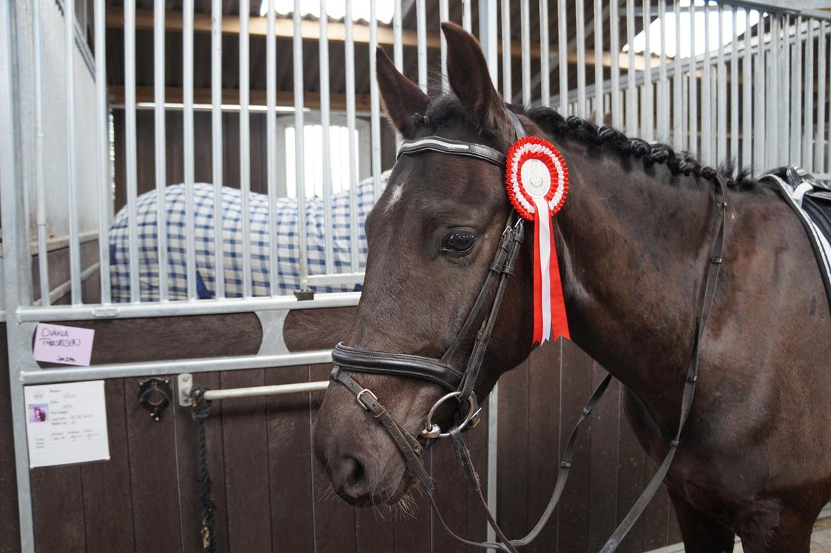Anden særlig race Beat It - Beat It som en træt vinder af LC1 med 70,6% og senere vinder af LC2 med 68,95% til 1. afd. af Cup-stævne i Vorbasse 16.03.14 billede 12