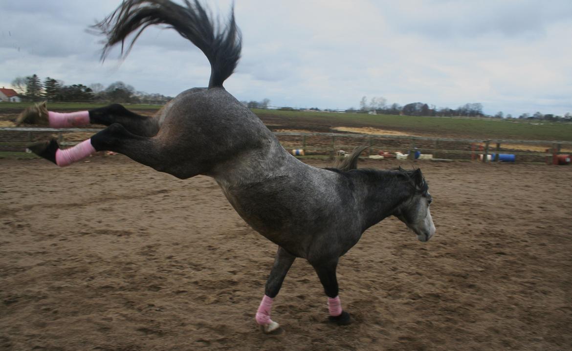 Anden særlig race Rolighedens Caruzo - Han har lækker energi :-) billede 13