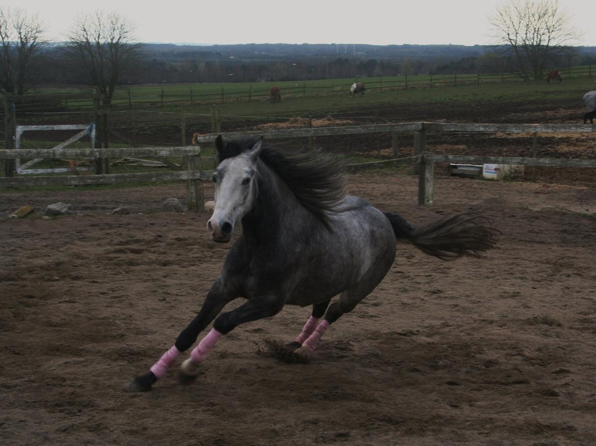 Anden særlig race Rolighedens Caruzo - Skønt at kalde på sin hest når den har krudt i røven, han kunne ikke komme hurtigt nok hen til mig :-) billede 15