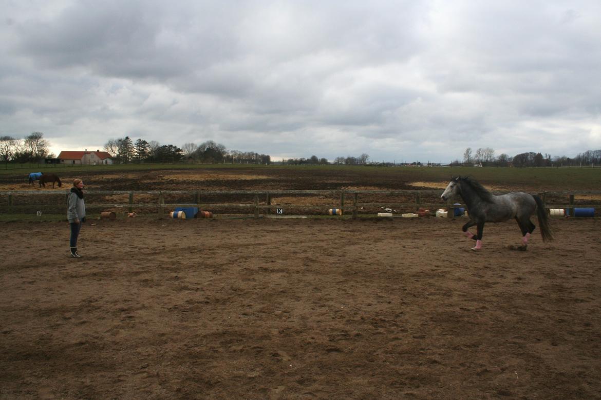 Anden særlig race Rolighedens Caruzo - Det viser ægte kærlighed ! Han kommer mig altid løbende i møde ! Viser at ridningen knytter ligeså meget bånd som horsemanshippen ! :D billede 6