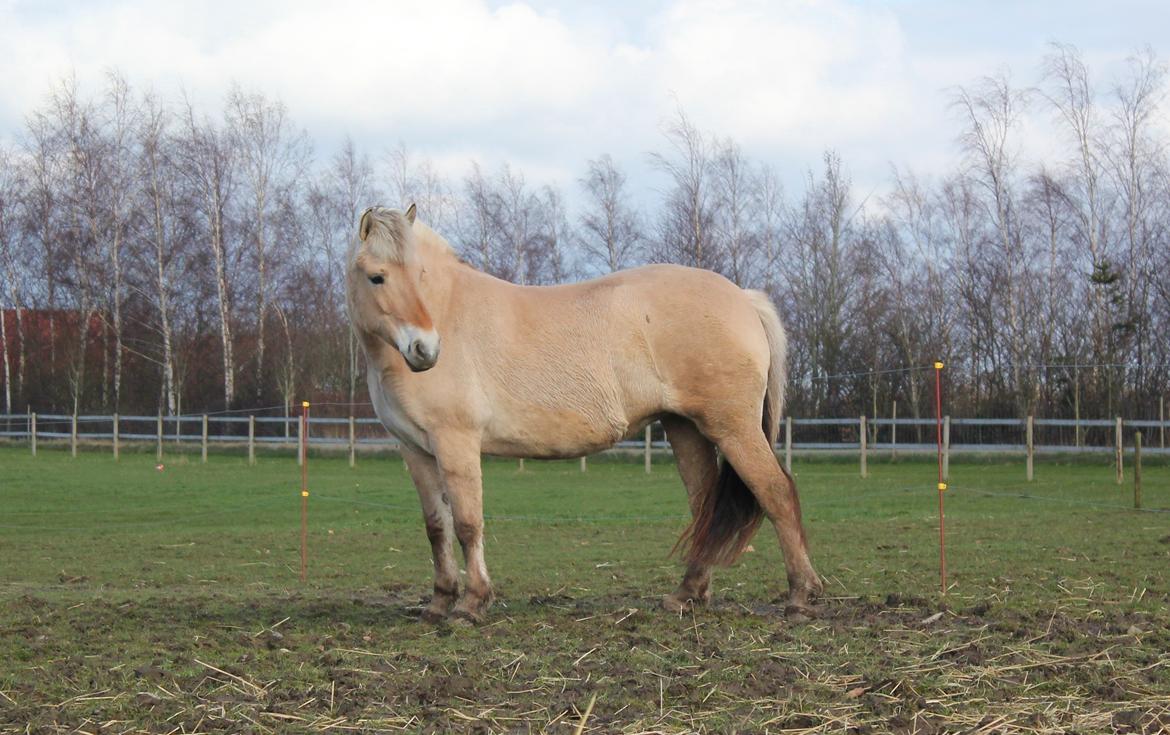 Fjordhest Haugård Stella - 26. marts 2014 billede 9
