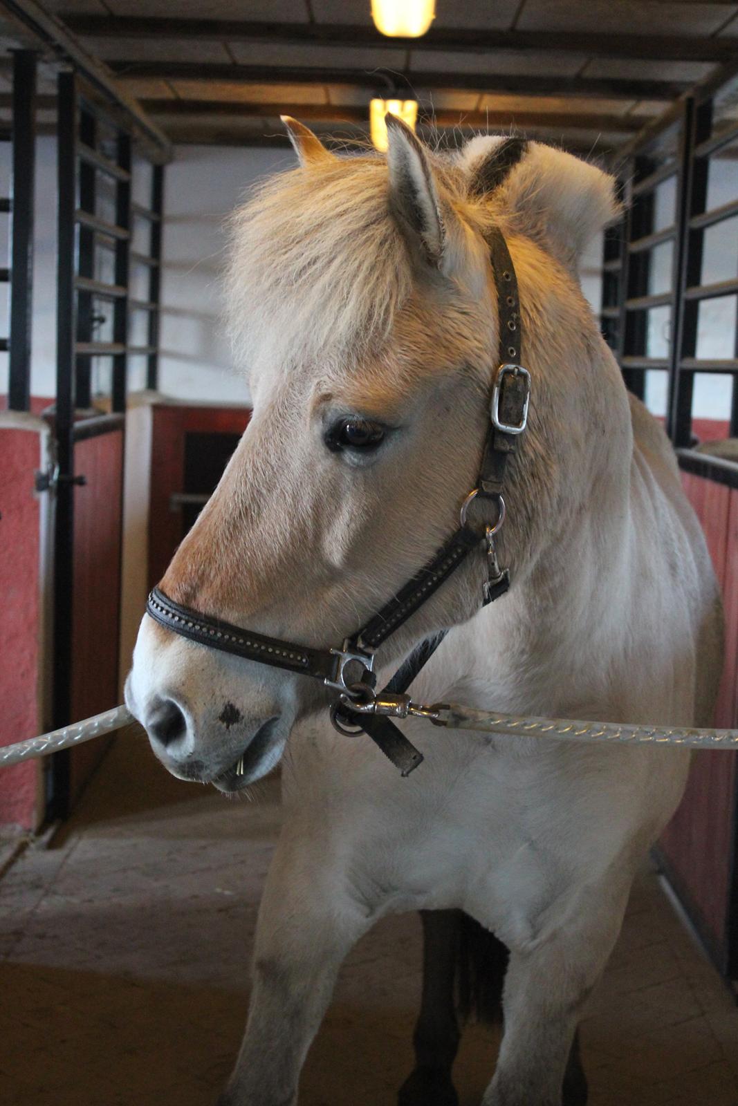 Fjordhest Haugård Stella - 26. marts 2014 billede 13