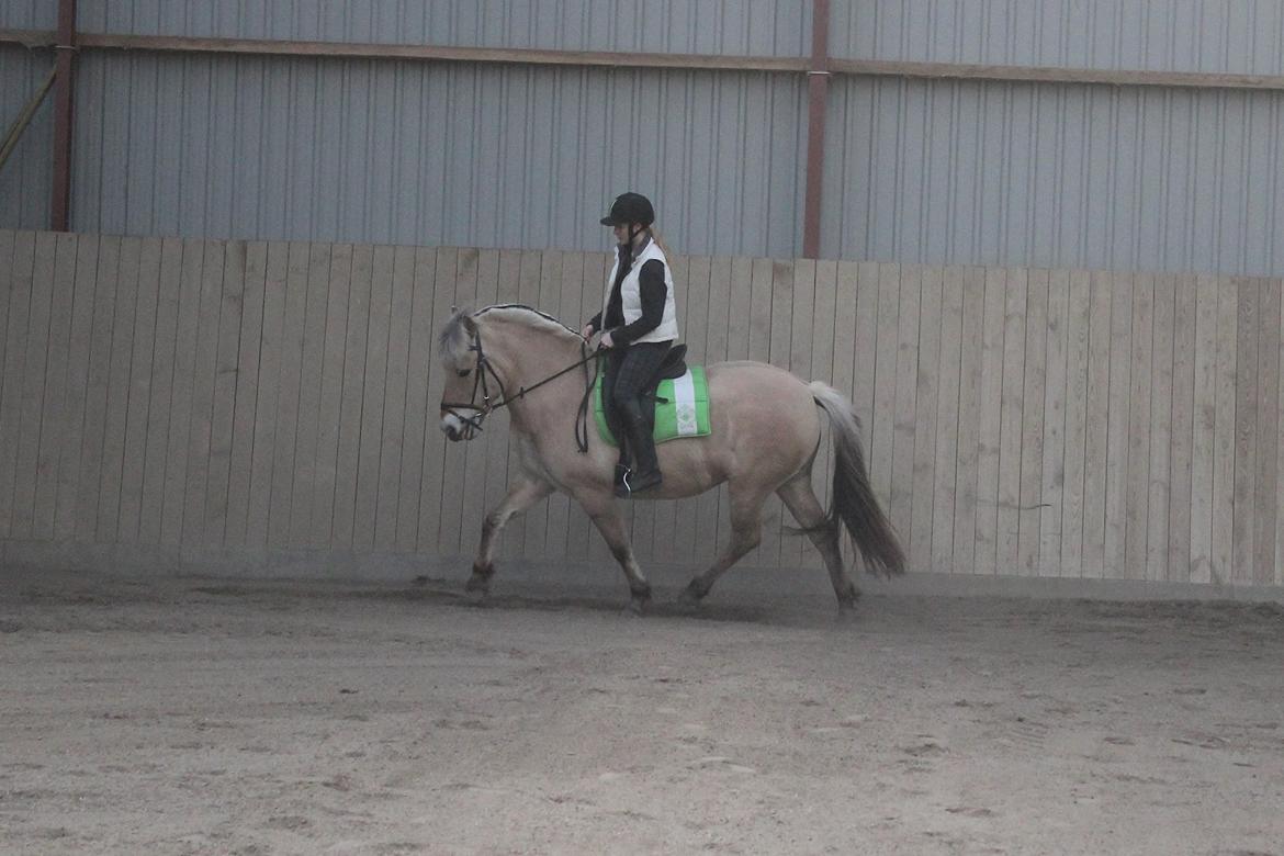 Fjordhest Haugård Stella - 26. marts 2014 - Første tur på Stella der hjemme billede 15