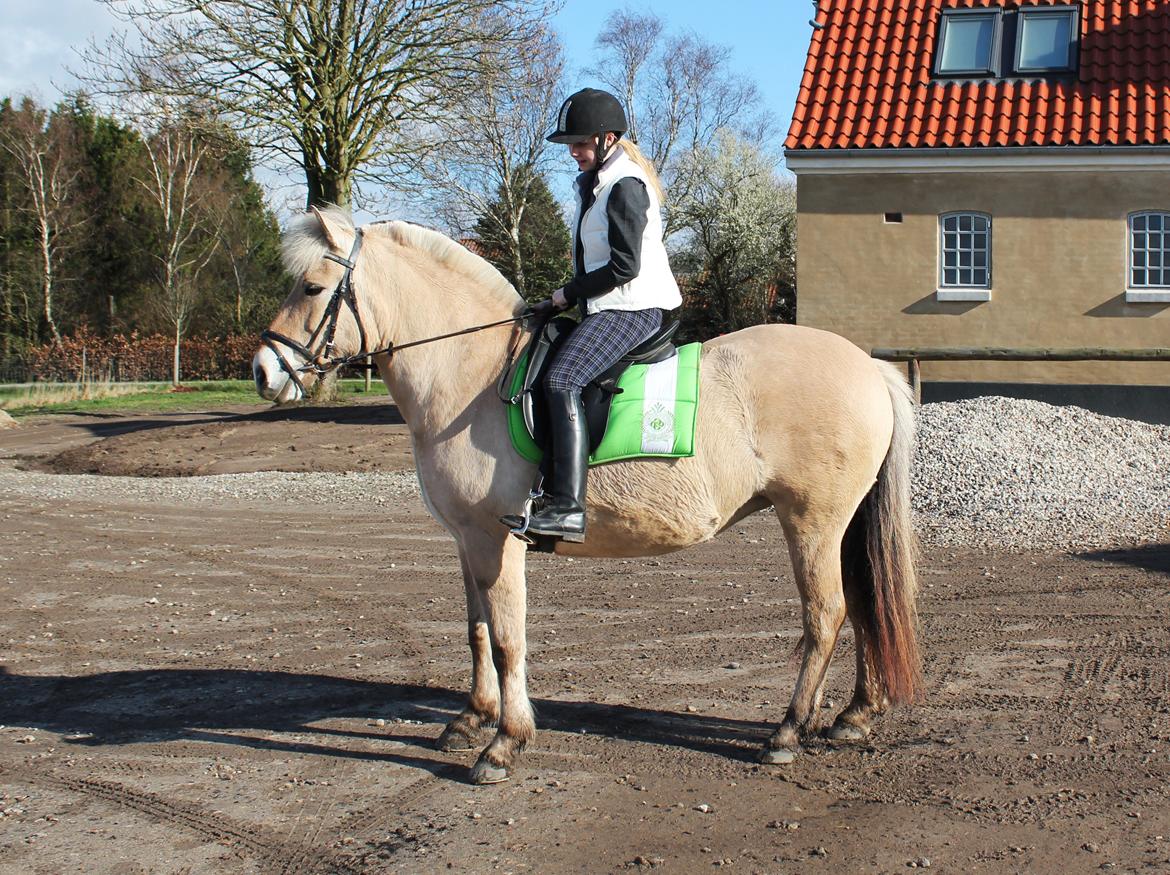 Fjordhest Haugård Stella - 26. marts 2014 billede 14