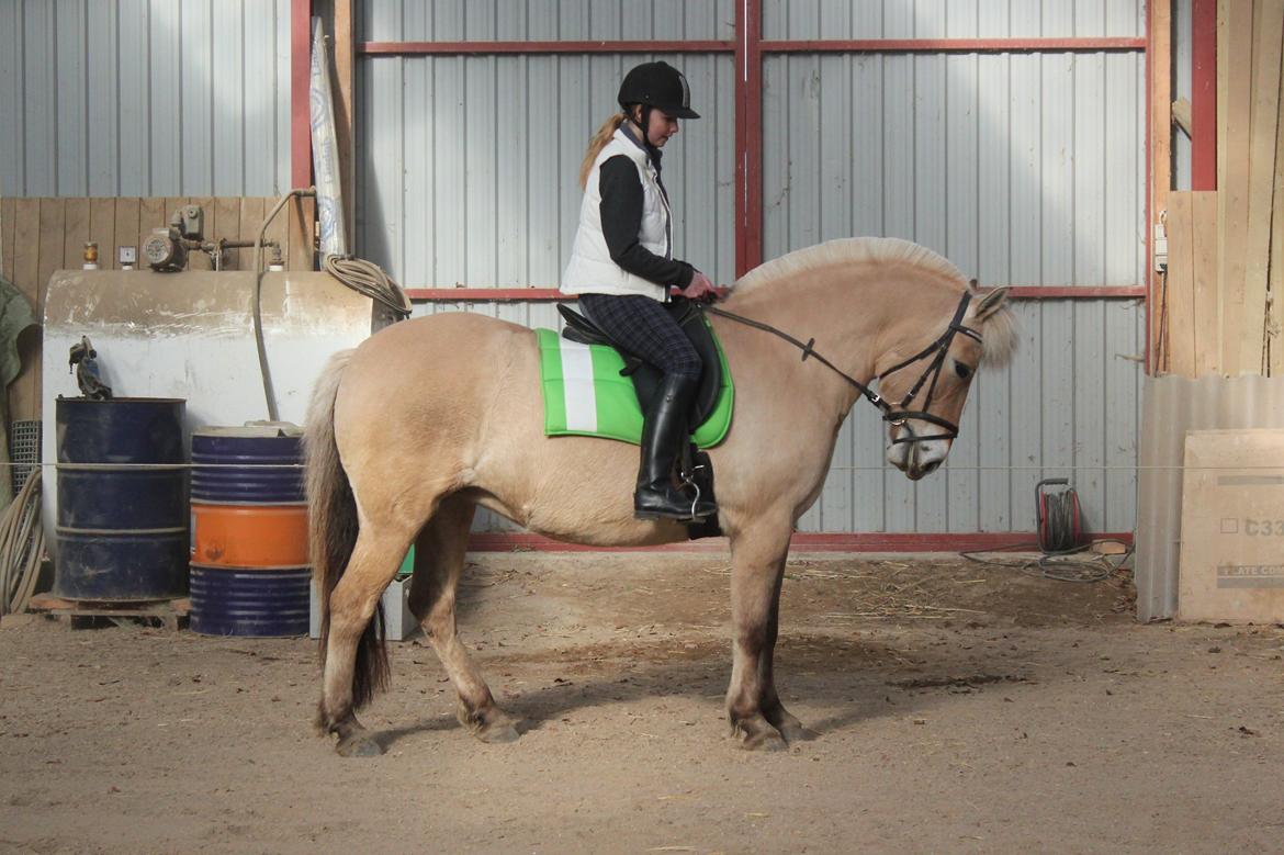Fjordhest Haugård Stella - 26. marts 2014 - Første tur på Stella der hjemme billede 7