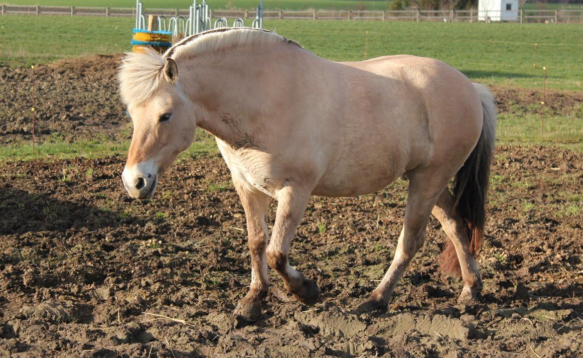 Fjordhest Haugård Stella - 26. marts 2014 billede 17