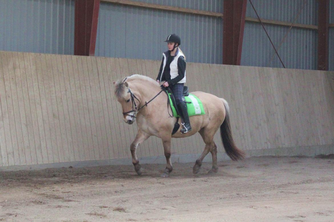 Fjordhest Haugård Stella - 26. marts 2014 - Første tur på Stella der hjemme billede 12