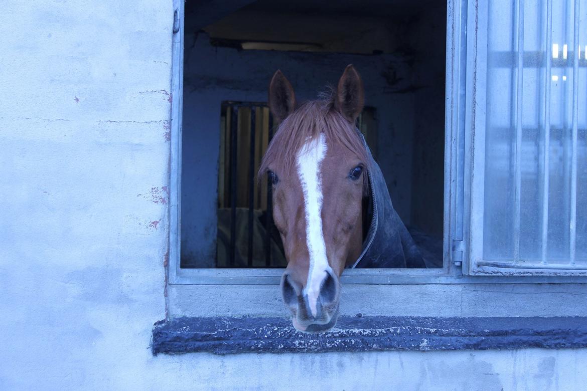 Anden særlig race Chico B-pony billede 9
