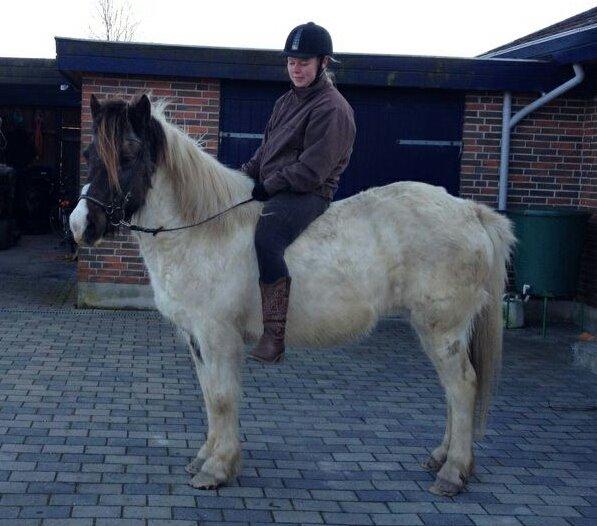 Islænder Milla billede 11