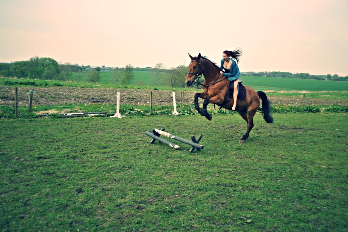 Trakehner Blanding | Moveos Amadeus  - @Copyrigth billede 12