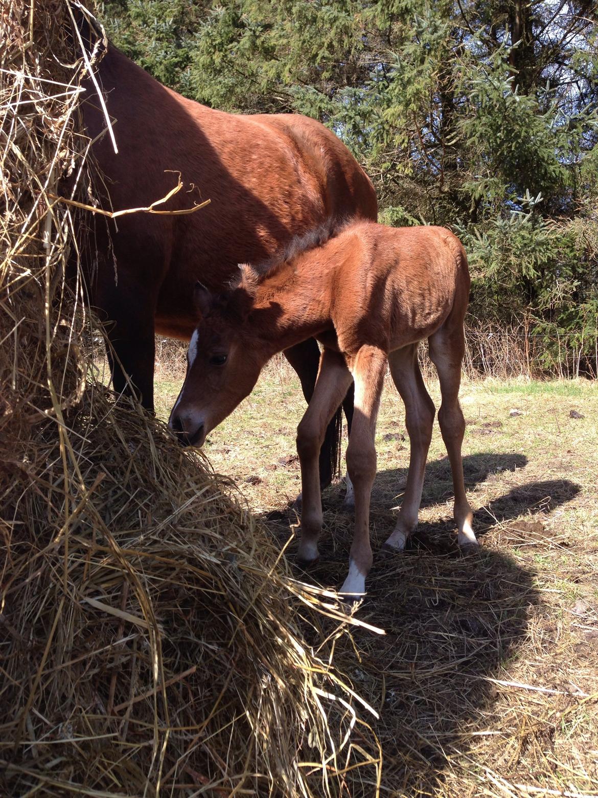 Arabisk fuldblod (OX) Sir Caspian Geza R I Pox billede 7