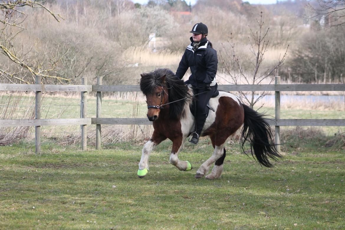 Islænder Hylda [Min hest] billede 6