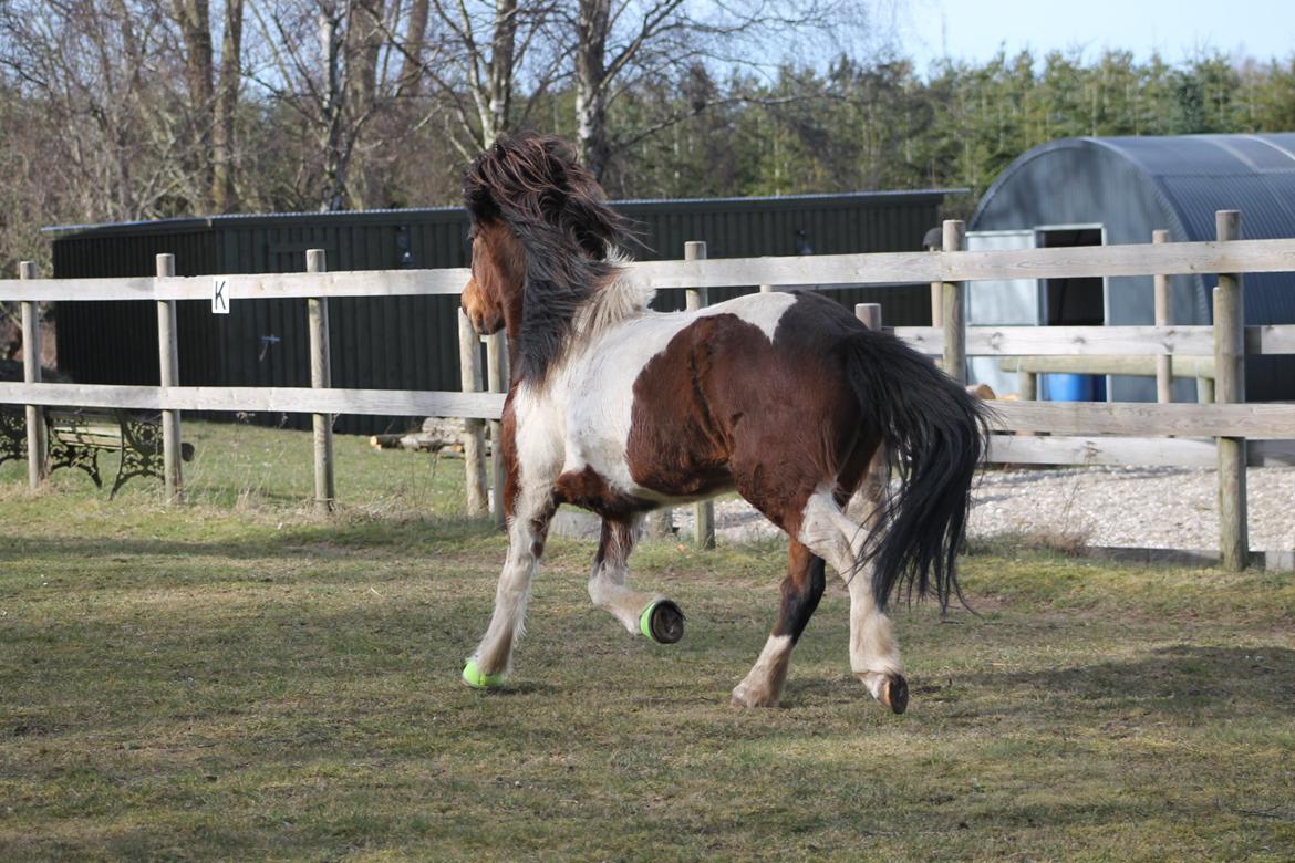 Islænder Hylda [Min hest] billede 9