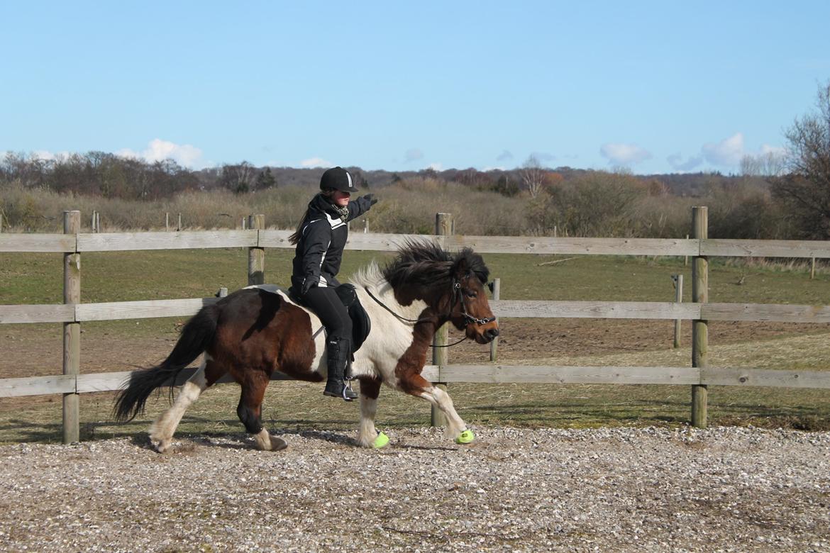 Islænder Hylda [Min hest] billede 7