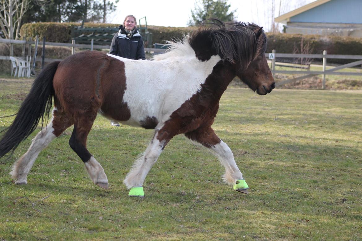 Islænder Hylda [Min hest] billede 11