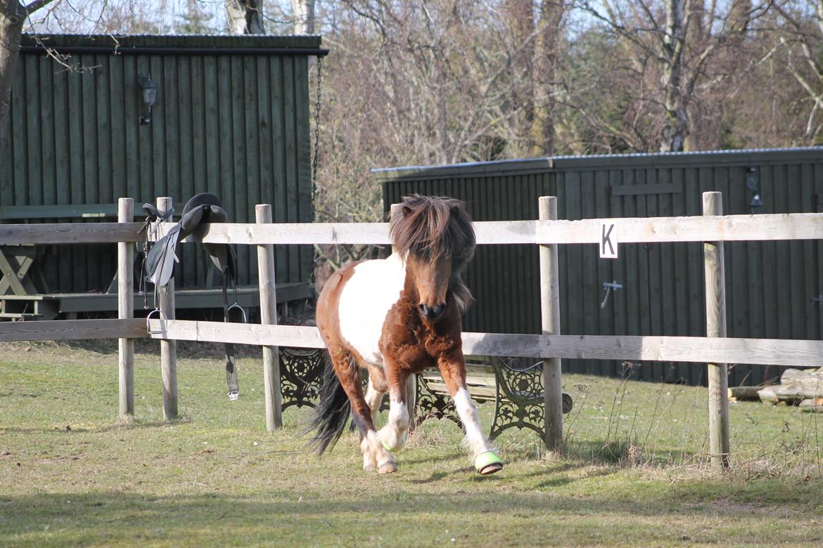 Islænder Hylda [Min hest] billede 10
