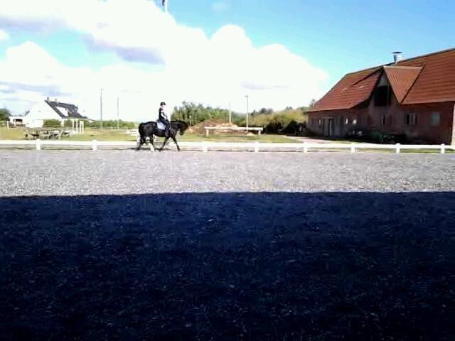Knabstrupper Playboy<3 billede 5