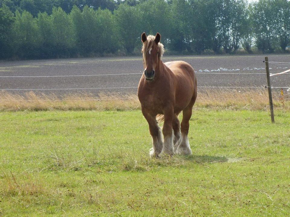 Jyde Knudsen billede 1