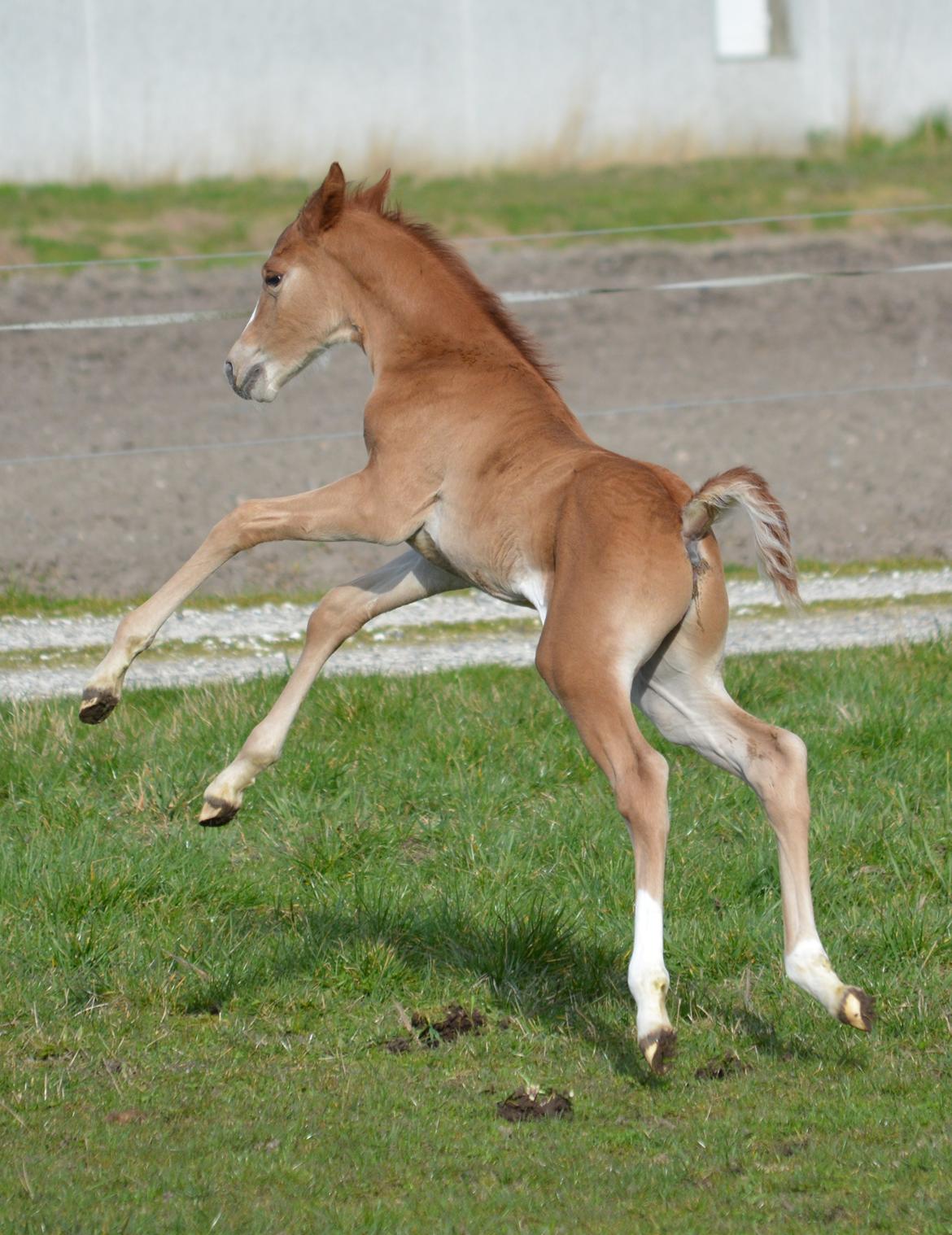 DSP Lykkebo Double Up billede 12