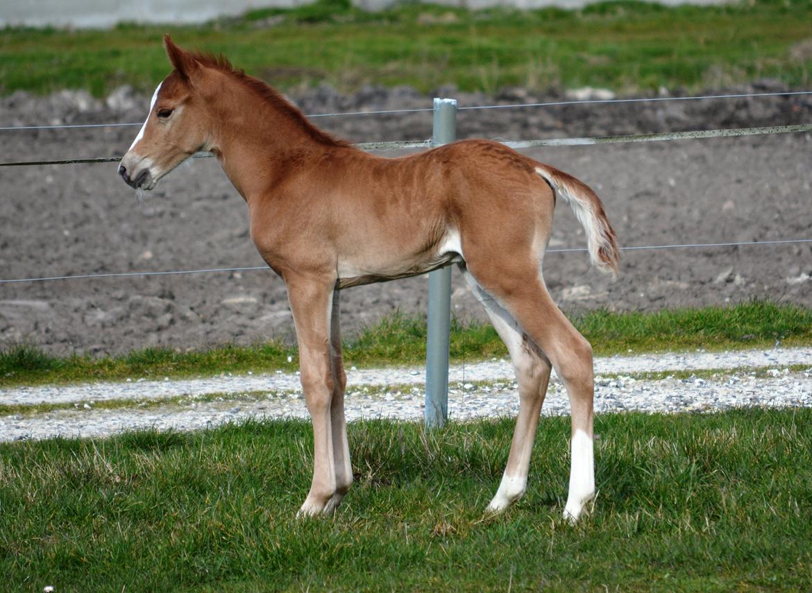 DSP Lykkebo Double Up billede 14