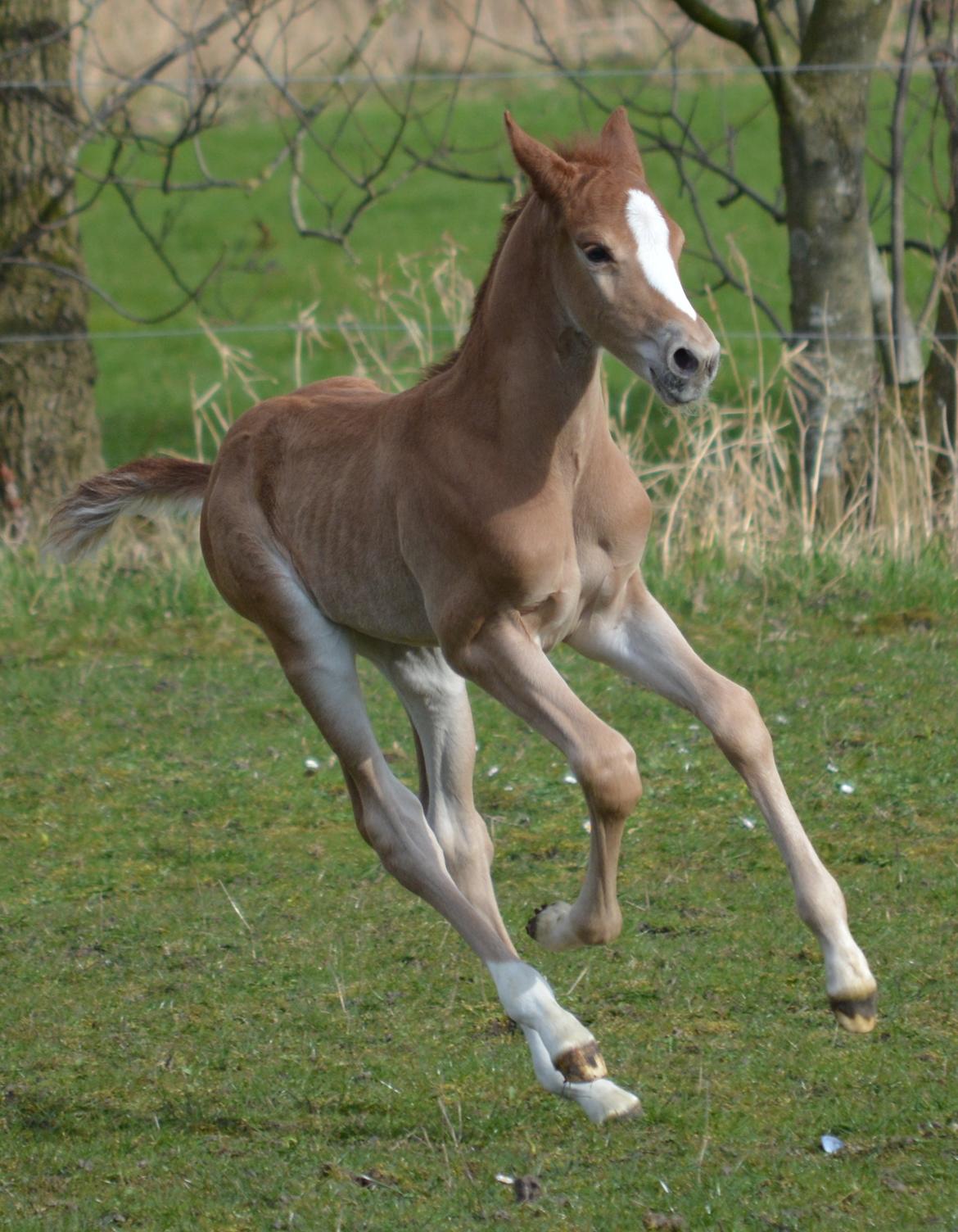 DSP Lykkebo Double Up billede 15