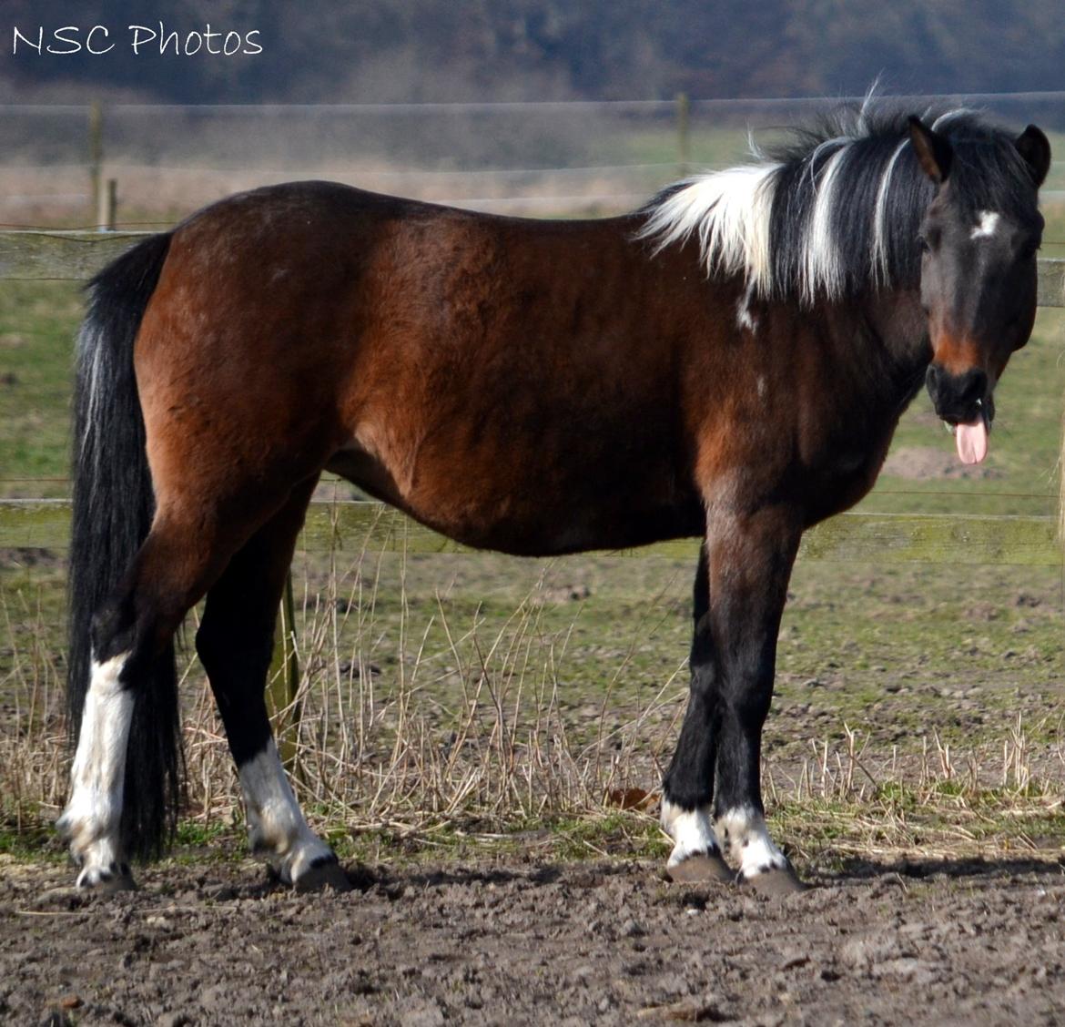 Anden særlig race Bianca billede 27