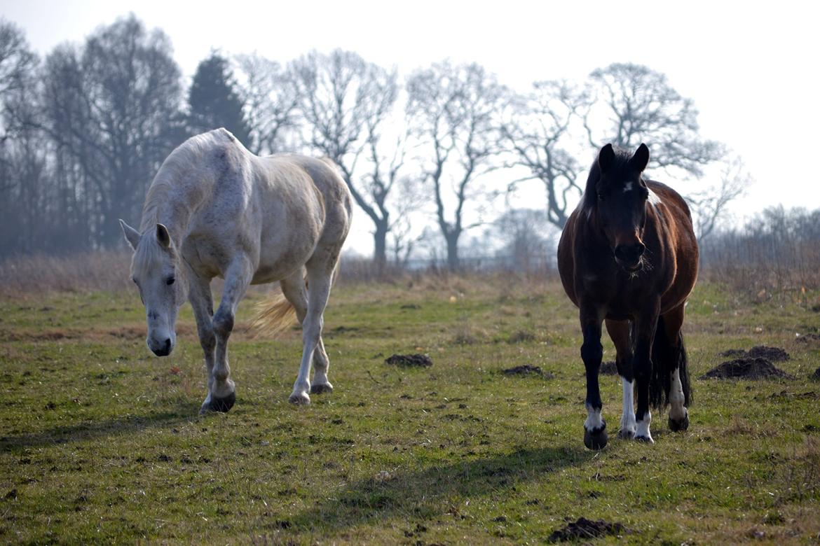 Anden særlig race Bianca billede 29