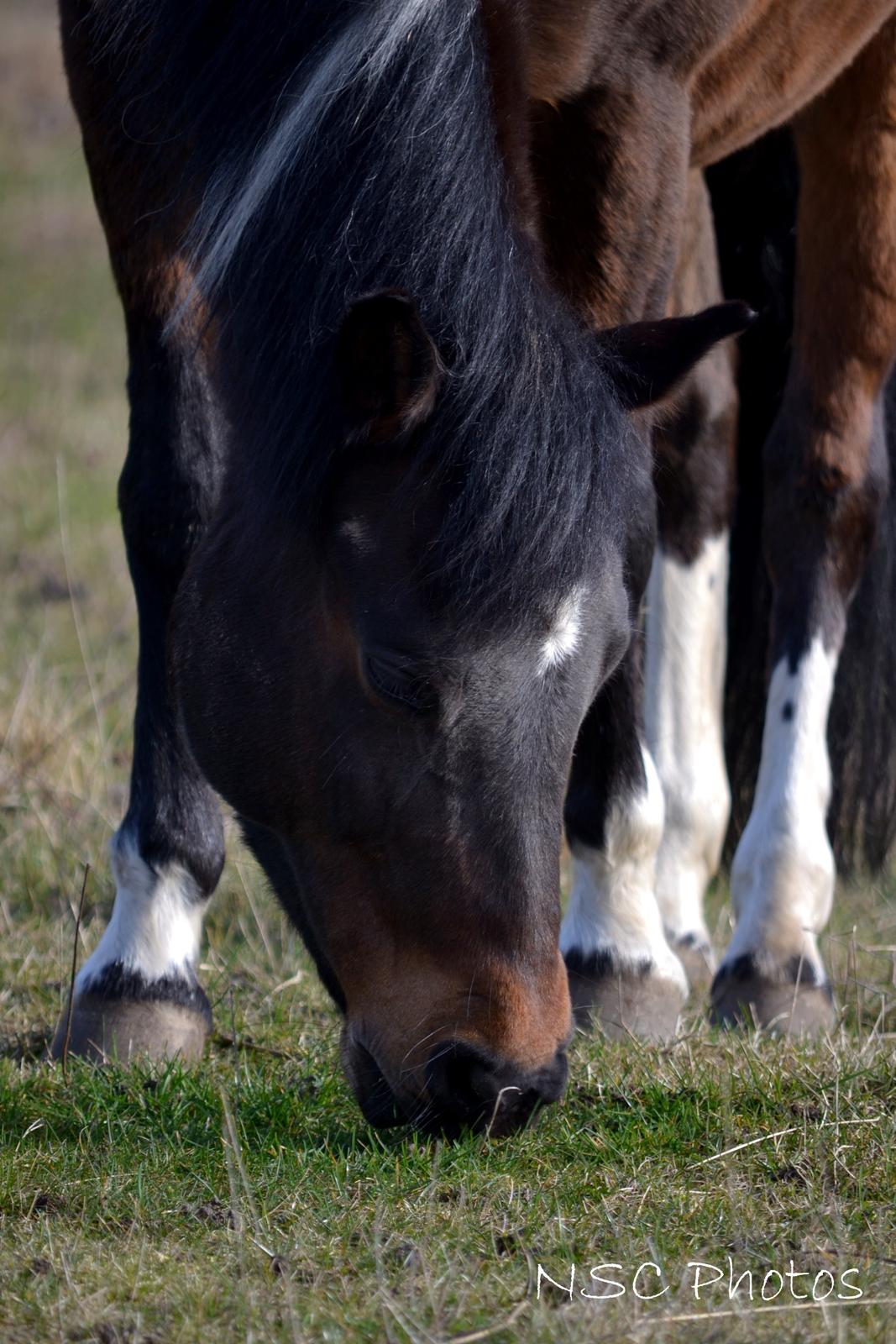Anden særlig race Bianca billede 30