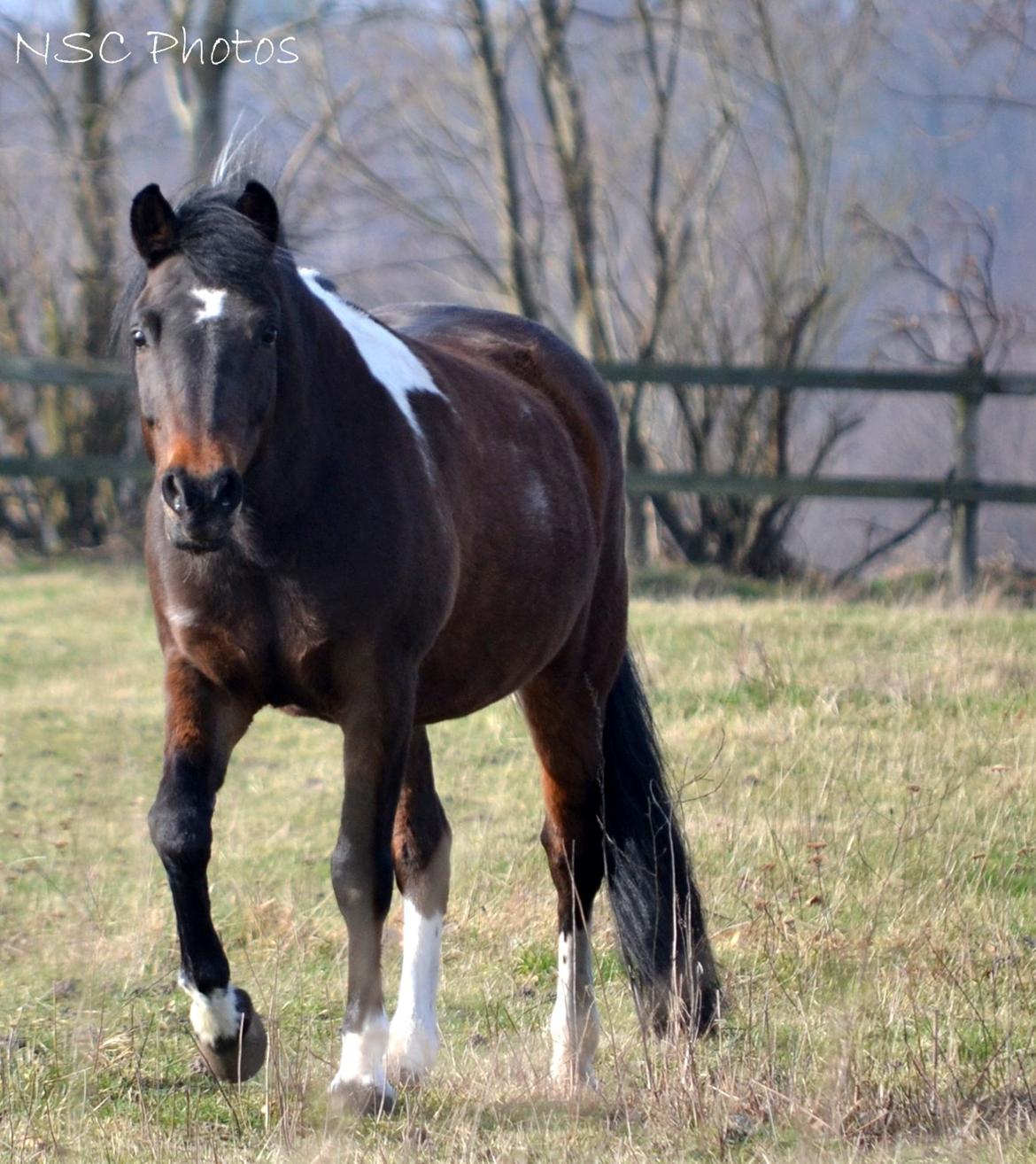 Anden særlig race Bianca billede 28